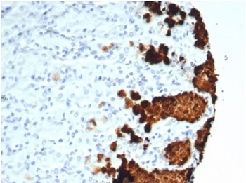 Recombinant Gastric Mucin Antibody / MUC5AC