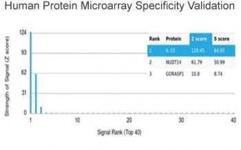 Interleukin 15 Antibody / IL15
