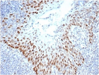 SOX2 Antibody