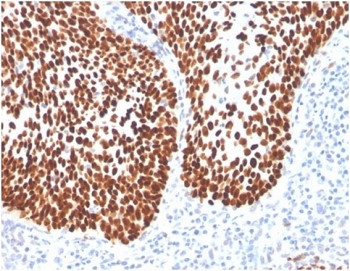 SOX2 Antibody