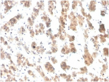 IL-7 Antibody