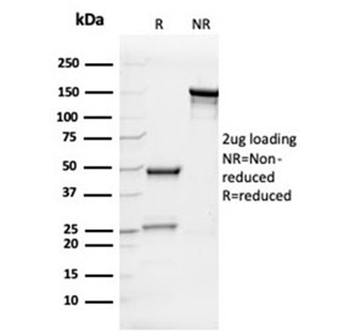 IL-7 Antibody