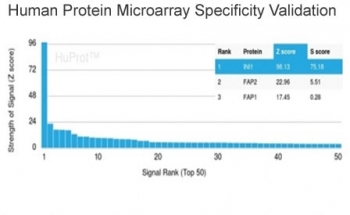 INI1 Antibody / Integrase interactor 1 / SMARCB1 / BAF47