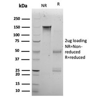KLF12 Antibody