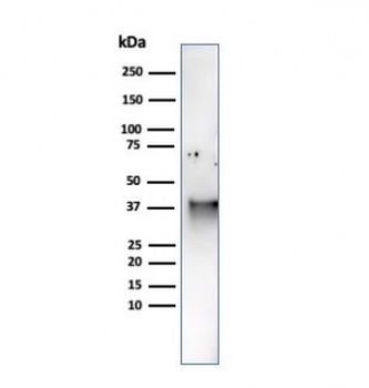 SPARC Antibody / Osteonectin