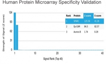 SPARC Antibody / Osteonectin