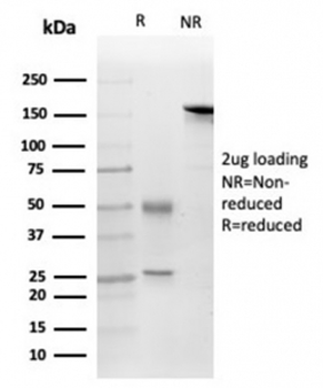 FGF-23 Antibody / Fibroblast Growth Factor 23
