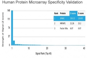 Osteonectin Antibody / SPARC