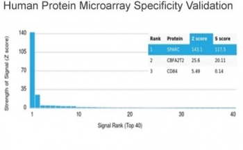 SPARC Antibody / Osteonectin