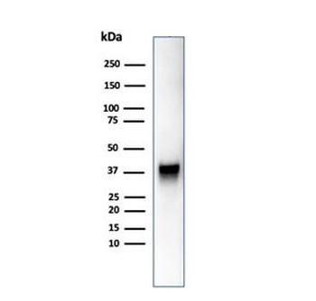 SPARC Antibody / Osteonectin