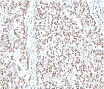 RPA32 Antibody / RPA2 / Replication Protein A2