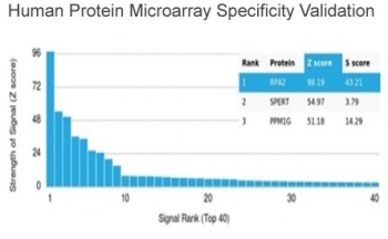 RPA32 Antibody / RPA2 / Replication Protein A2