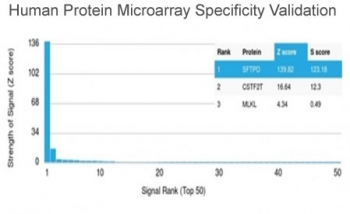Surfactant protein D Antibody / SFTPD