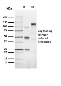 Recombinant CD43 Antibody