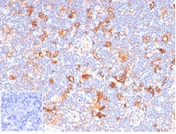 Recombinant CD86 Antibody