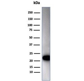 Recombinant CD3e Antibody / CD3 epsilon