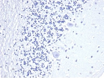 Recombinant CD3e Antibody / CD3 epsilon