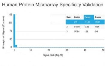 Lactoferrin Antibody / LTF / Lactotransferrin