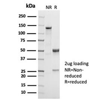 Recombinant CD38 Antibody