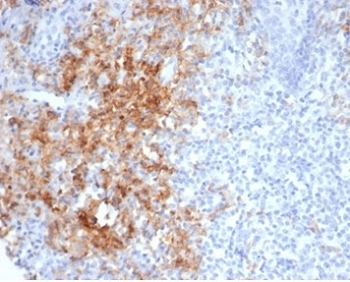 Recombinant CD38 Antibody