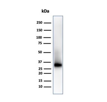 Recombinant CD38 Antibody