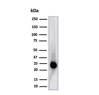 Recombinant CD3 epsilon Antibody