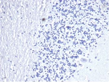 Recombinant CD3 epsilon Antibody