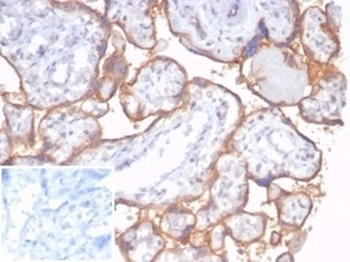 Recombinant CD59 Antibody