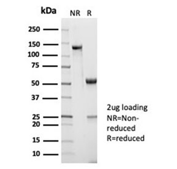 Recombinant CD45RA Antibody (Leukocyte marker)