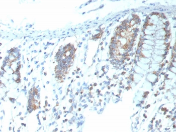 Recombinant CD151 Antibody