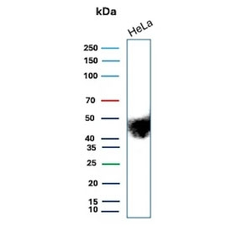 Recombinant CD147 Antibody / Emmprin / Basigin