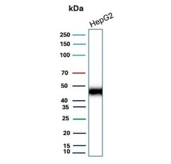 Recombinant CD147 Antibody / Basigin / Emmprin