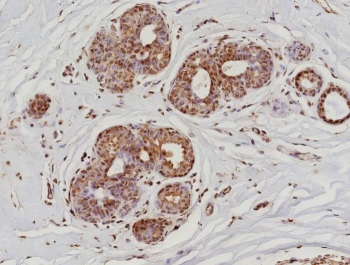 Recombinant Phospho-RNA Polymerase II CTD Repeat YSPTSPS Antibody / pS5