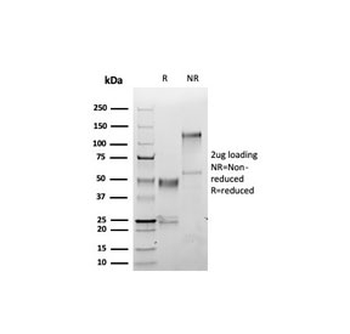 S100A1 Antibody