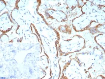 c-RET Antibody / RET