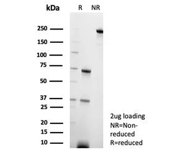 c-RET Antibody / RET
