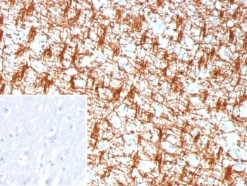 Recombinant MBP Antibody / Myelin Basic Protein