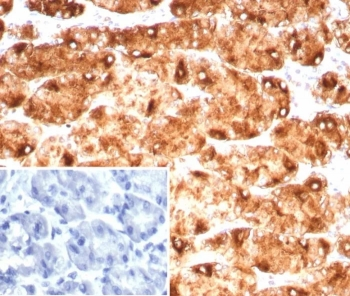 Blood Group Lewis y Antibody