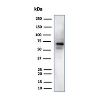 Recombinant NeuN Antibody / Fox3