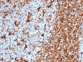 Vimentin Antibody