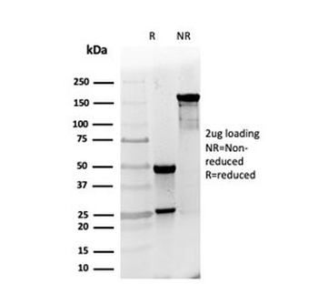 PGP9.5 / UchL1 Antibody