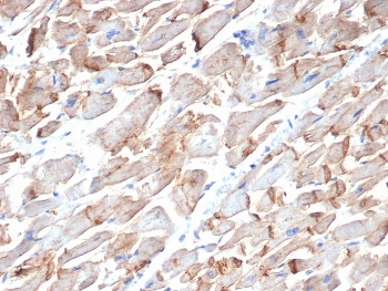 CD325 Antibody / CDH2 / N-Cadherin
