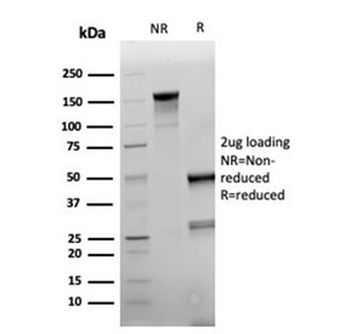 Recombinant Napsin A Antibody