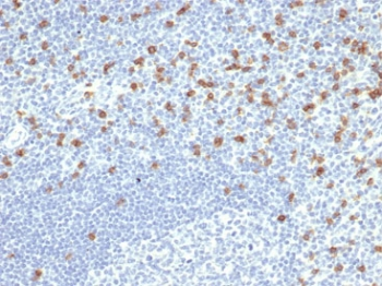 Recombinant CD8A Antibody