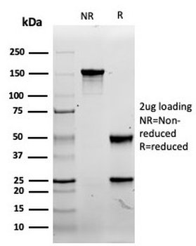 Recombinant CD8A Antibody
