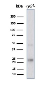 Recombinant LMO2 Antibody / Rhombotin 2