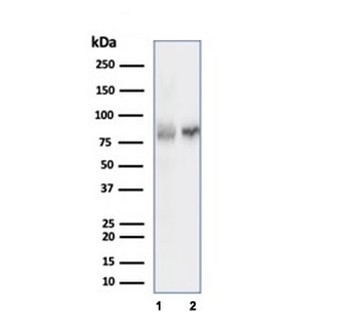 XRCC5/Ku80 Antibody