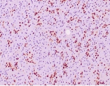 SOX9 Antibody