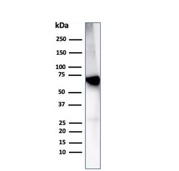 Albumin Antibody