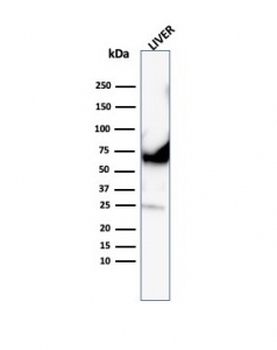 Recombinant Albumin Antibody